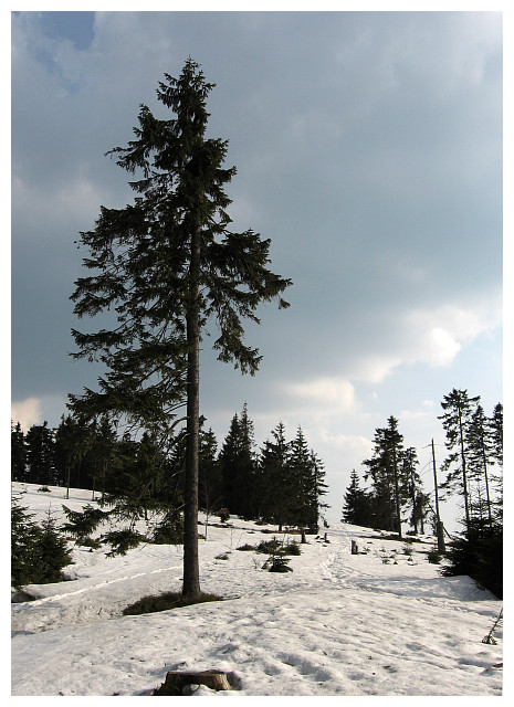 Polana Rozdziele