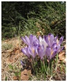 Flora