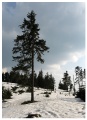 Polana Rozdziele